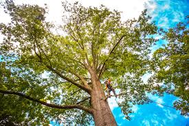 Best Tree Preservation Services  in East Marion, NY