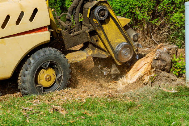 Best Tree Health Inspection  in East Marion, NY