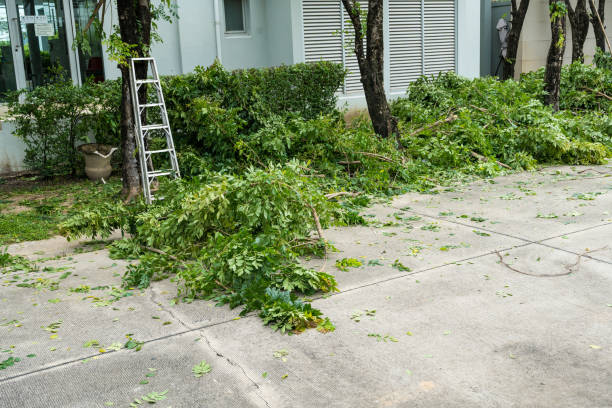 Organic Lawn Care Solutions in East Marion, NY