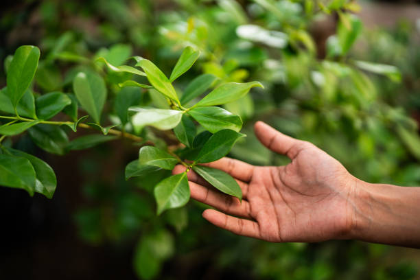 Best Pest Control for Lawns  in East Marion, NY