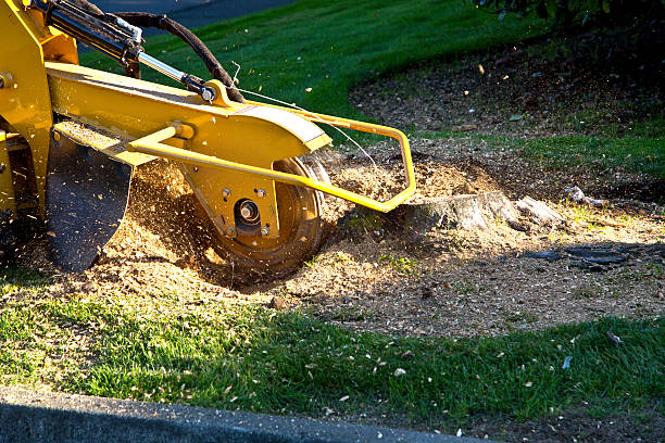Best Lawn Grading and Leveling  in East Marion, NY