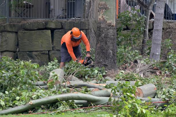 East Marion, NY Tree Services Company