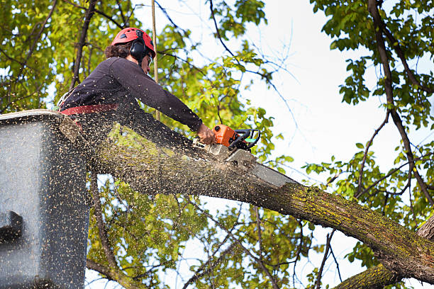 How Our Tree Care Process Works  in  East Marion, NY