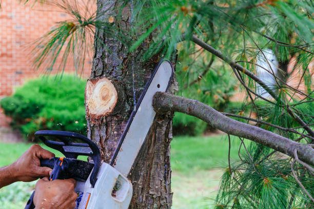 Best Leaf Removal  in East Marion, NY